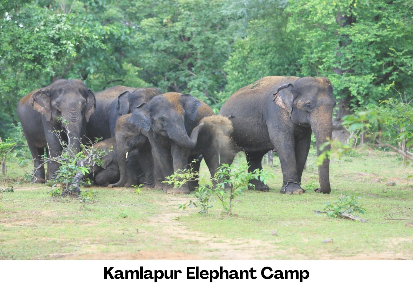 Elephant Camp